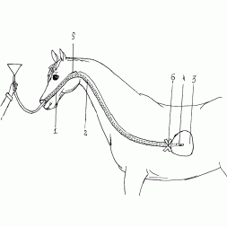 Зонд носо-пищеводный для лошадей 13х3000 мм